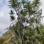 Dracaena reflexa.bois de chandelle.asparagaceae.endémique Madagascar.Seychelles Mascareignes..jpeg