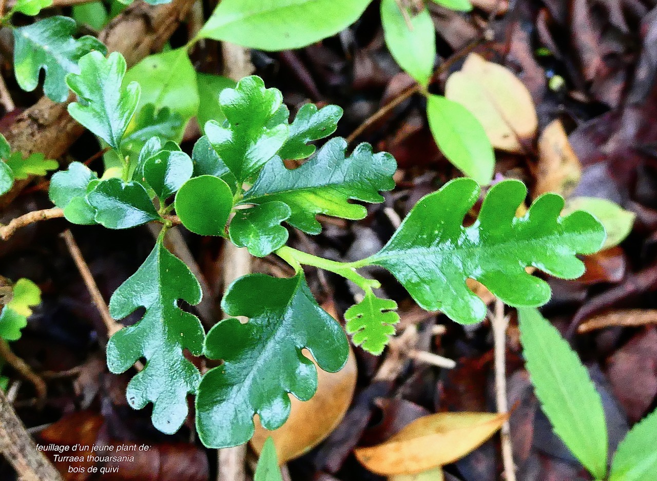 feuillage d'un jeune plant de-Turraea thouarsiana.bois de quivi.meliaceae.endémique Réunion Maurice..jpeg