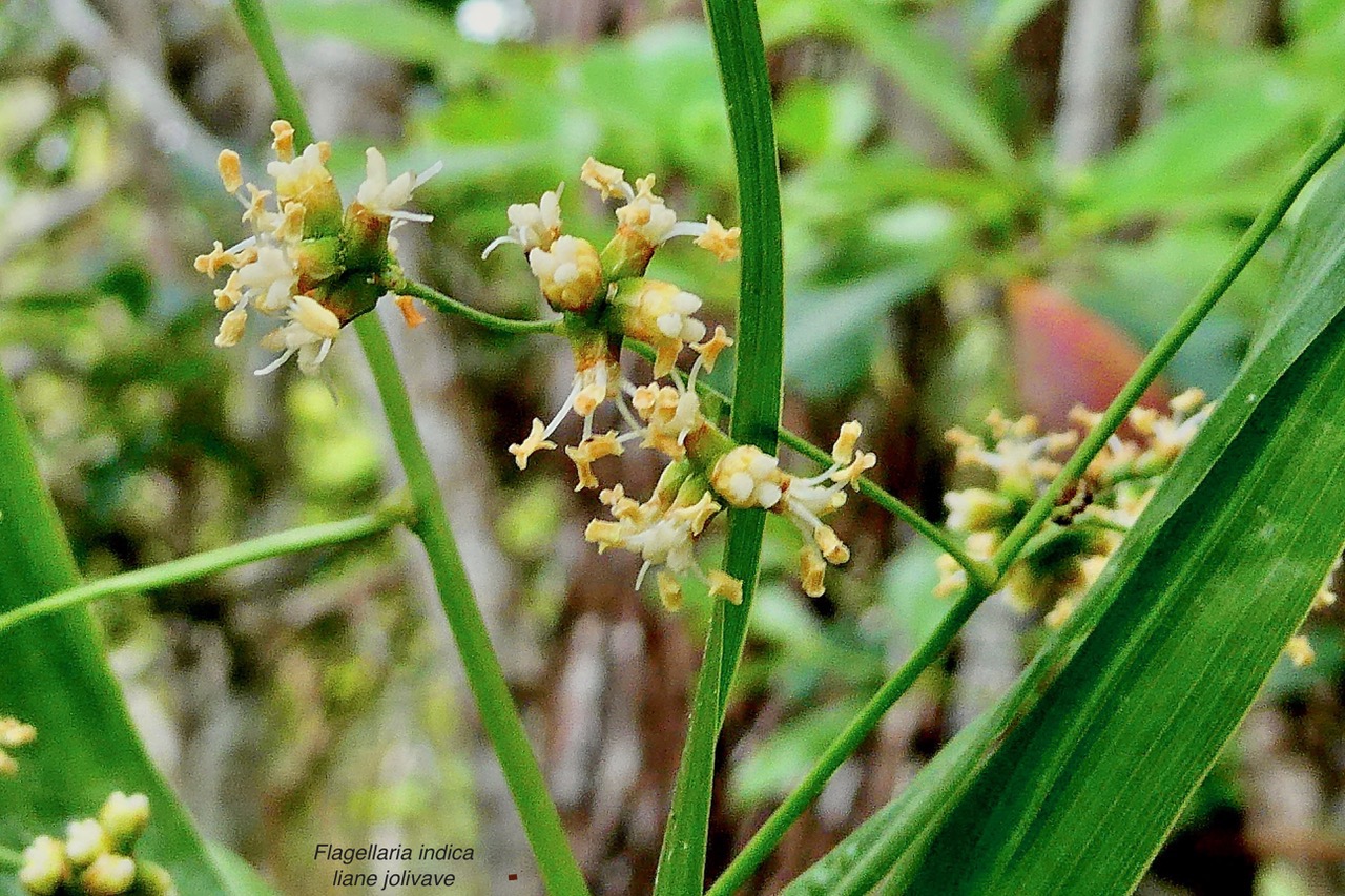 Flagellaria indica.jolivave. ( avec fleurs )flagellariaceae.indigène Réunion..jpeg