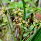 Flagellaria indica.jolivave. ( avec fleurs )flagellariaceae.indigène Réunion..jpeg