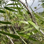 Flagellaria indica.jolivave. ( liane )flagellariaceae.indigène Réunion..jpeg