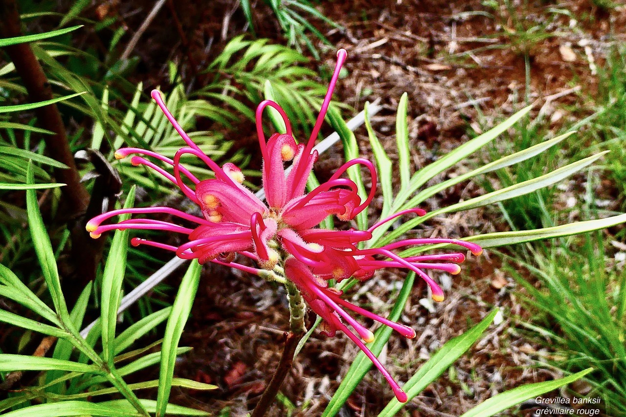 Grevillea banksii.grévillaire rouge.proteaceae.potentiellement envahissante. (1).jpeg