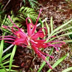 Grevillea banksii.grévillaire rouge.proteaceae.potentiellement envahissante. (1).jpeg