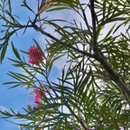 Grevillea banksii.grévillaire rouge.proteaceae.potentiellement envahissante..jpeg