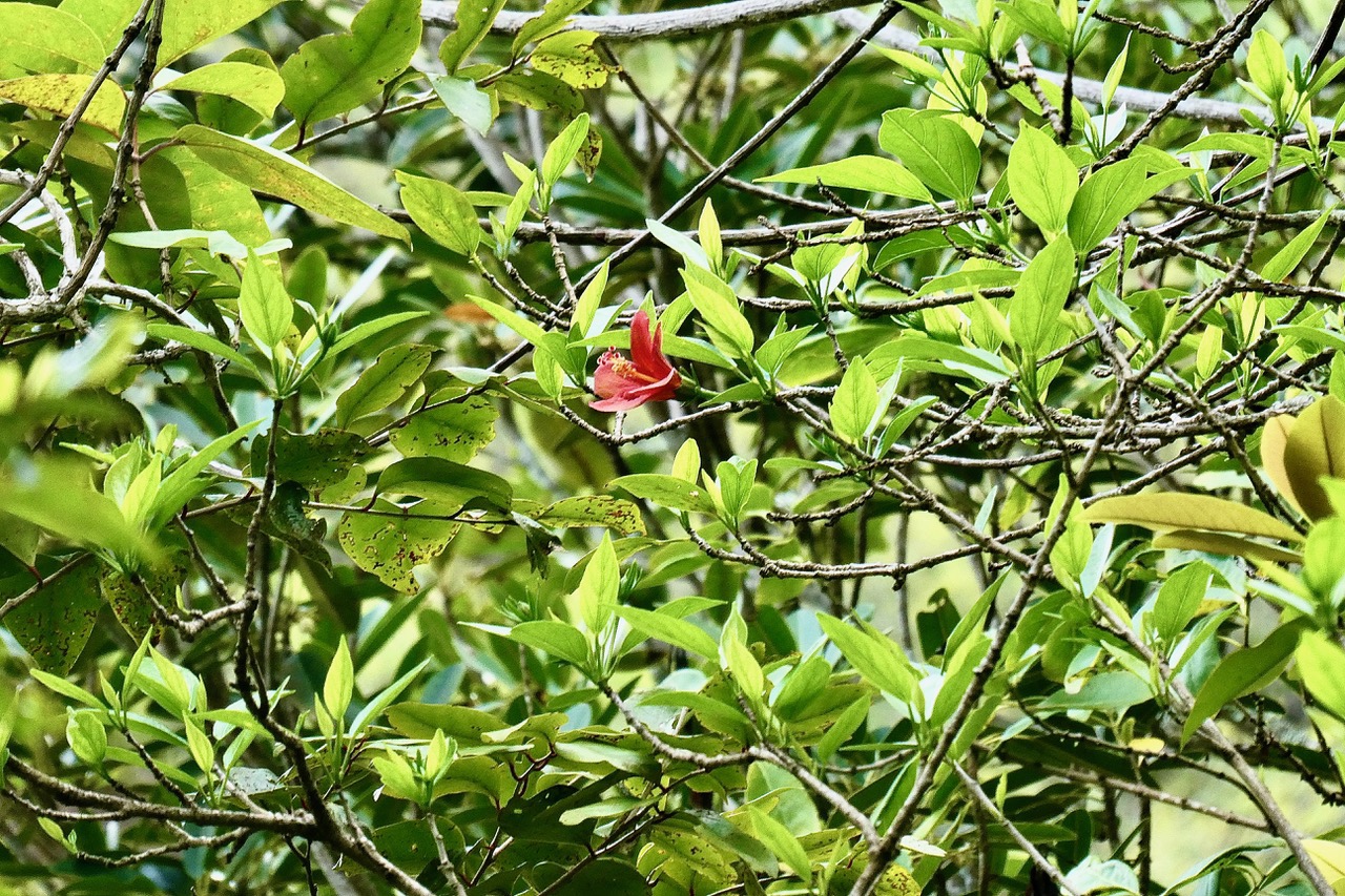 Hibiscus boryanus.foulsapate marron.mahot bâtard.malvaceae.endémique Réunion Maurice. (1).jpeg
