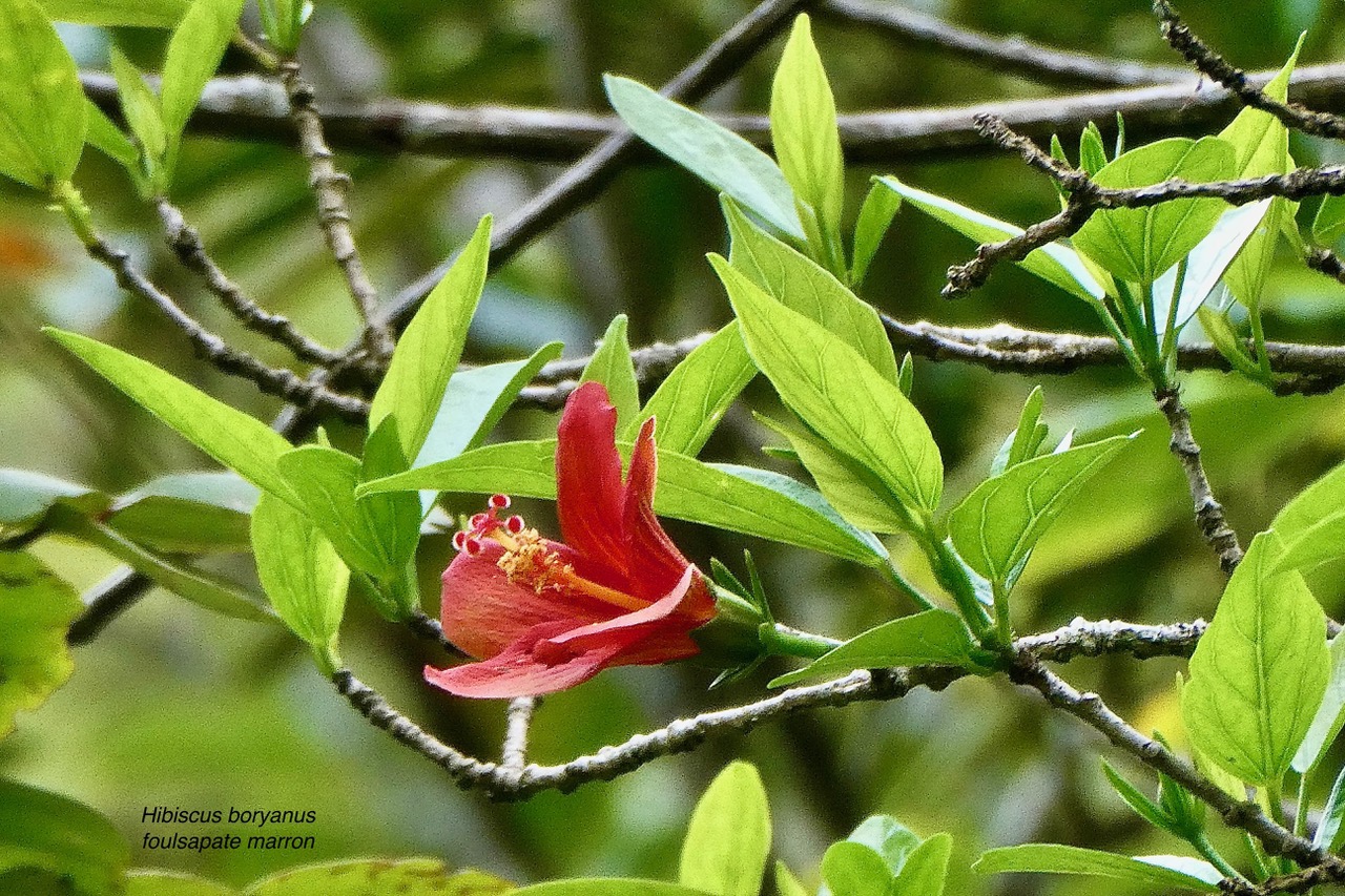 Hibiscus boryanus.foulsapate marron.mahot bâtard.malvaceae.endémique Réunion Maurice..jpeg