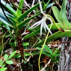 Jumellea recta. ( éperon long coudé à angle droit )orchidaceae.endémique Réunion Maurice Rodrigues..jpeg