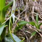 Jumellea recta. orchidaceae.endémique Réunion Maurice Rodrigues. (1).jpeg