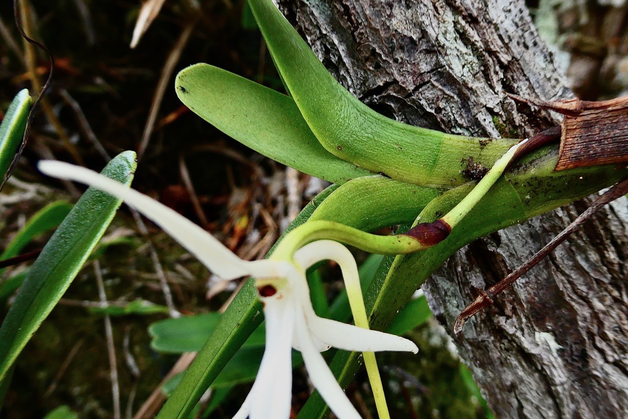 Jumellea recta.( feuilles coudées au dessus de la base ) orchidaceae.endémique Réunion Maurice Rodrigues..jpeg