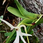 Jumellea recta.( feuilles coudées au dessus de la base ) orchidaceae.endémique Réunion Maurice Rodrigues..jpeg