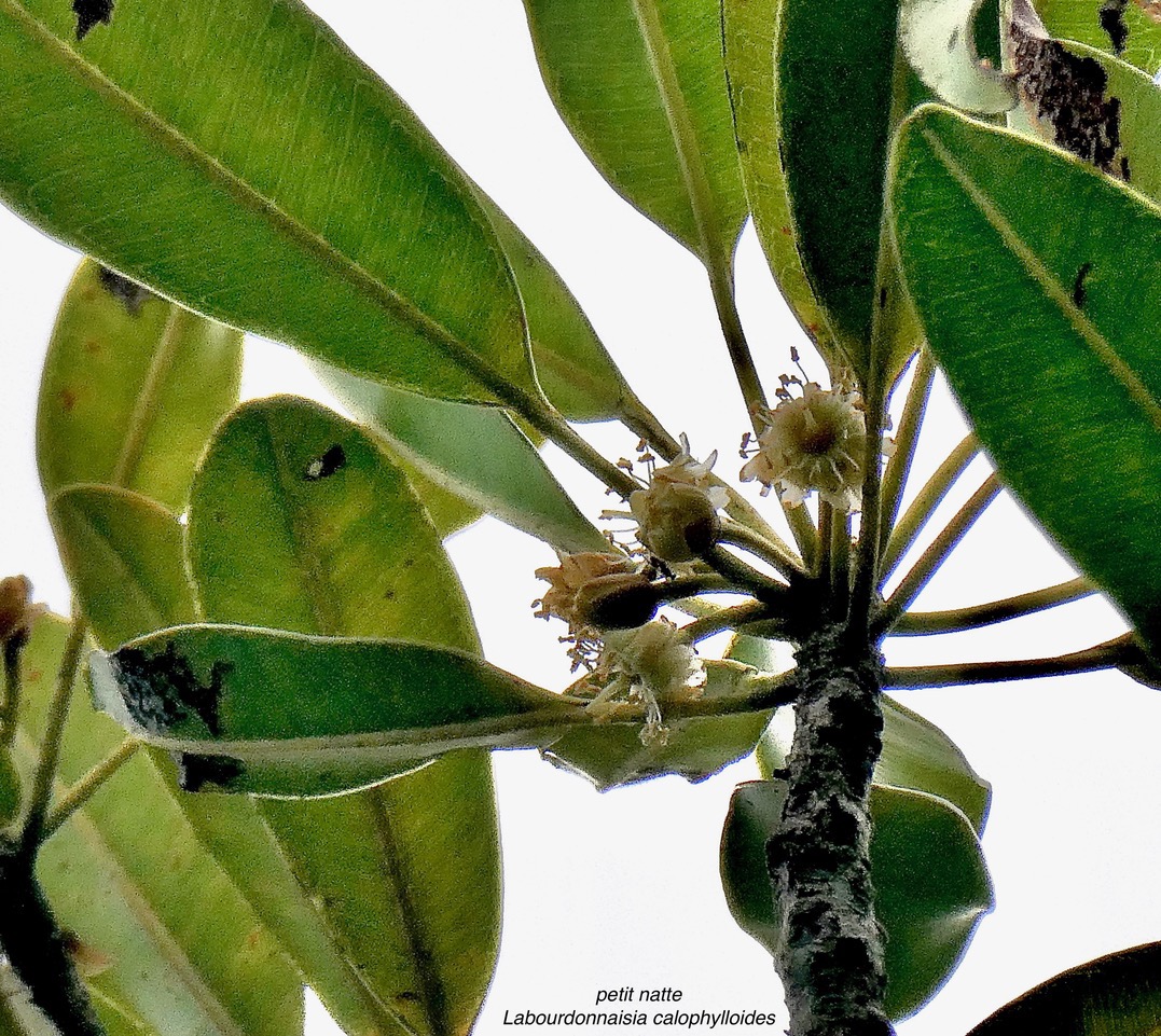 Labourdonnaisia calophylloides. petit natte .( rameau fleuri -détail )sapotaceae. endémique Réunion Maurice ..jpeg