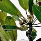 Labourdonnaisia calophylloides. petit natte .( rameau fleuri -détail )sapotaceae. endémique Réunion Maurice ..jpeg