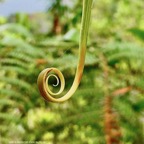 liane Flagellaria indica .jolivave. (extrémité d'une feuille terminée en  vrille  )flagellariaceae.indigène Réunion..jpeg