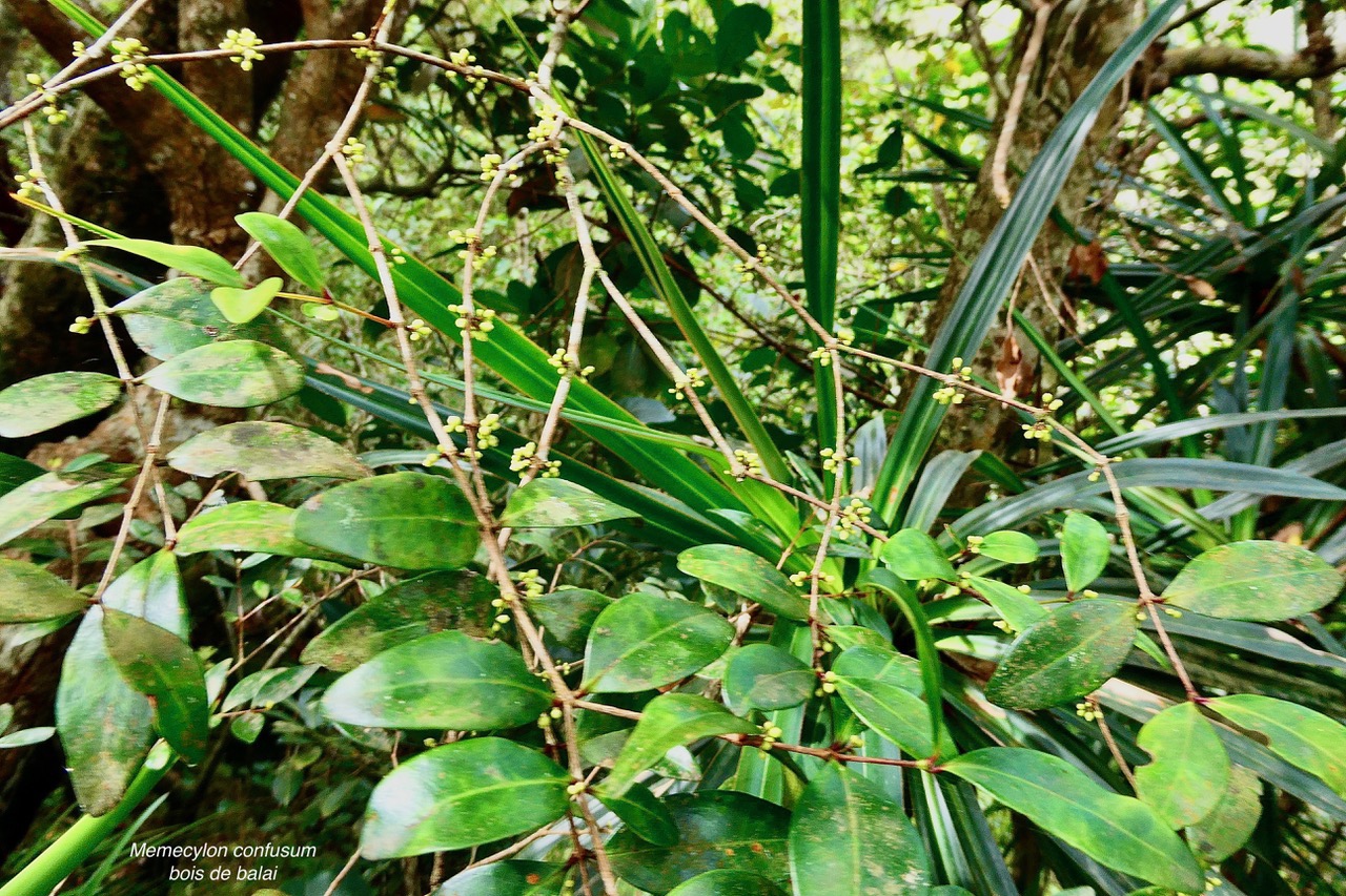 Memecylon confusum.bois de balai.melastomataceae.endémique Réunion..jpeg