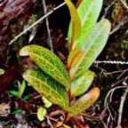 Olax psittacorum.bois d’effort. (jeune plant ) .olacaceae.endémique Réunion Maurice..jpeg