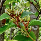 Olax psittacorum.bois d’effort.olacaceae.endémique Réunion Maurice. (1).jpeg