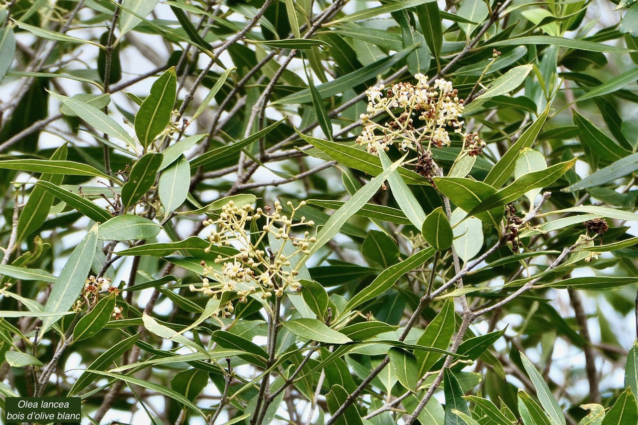 Olea lancea. bois d’olive blanc.oleaceae.indigène Réunion. (1).jpeg