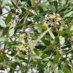 Olea lancea. bois d’olive blanc.oleaceae.indigène Réunion. (1).jpeg