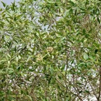 Olea lancea. bois d’olive blanc.oleaceae.indigène Réunion..jpeg