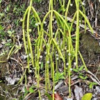 Rhipsalis baccifera. la perle.cactaceae.indigène Réunion..jpeg