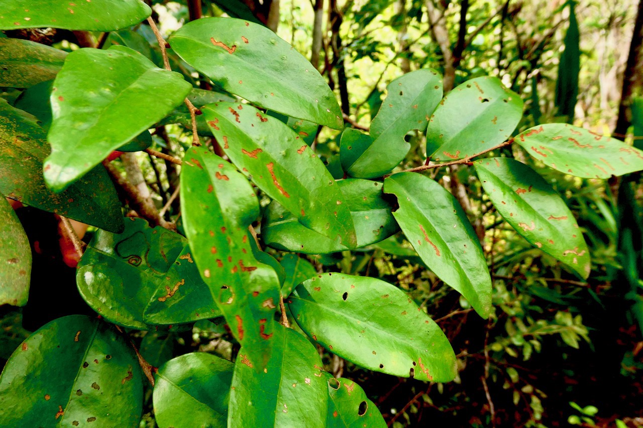Securinega durissima.corce rouge.bois dur. phylllanthaceae.indigène Réunion..jpeg