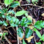 Turraea thouarsiana.bois de quivi.meliaceae.endémique Réunion Maurice..jpeg
