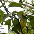89- Ficus mauritiana (1 (2).JPG
