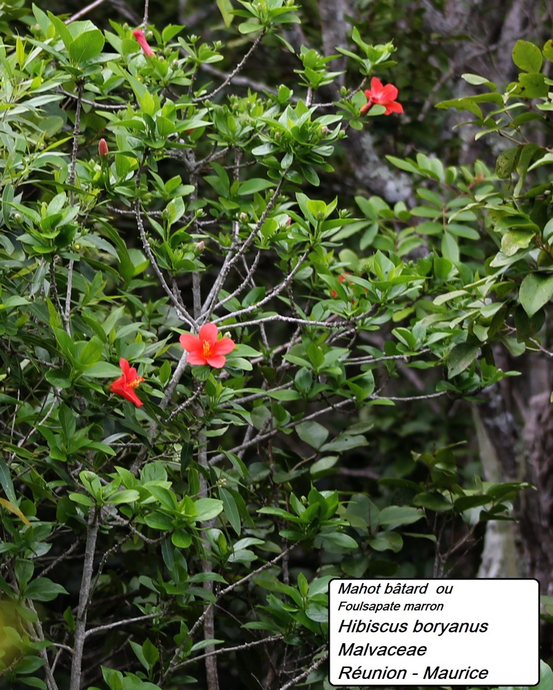 91-Hibiscus boryanus (1).JPG