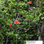 91-Hibiscus boryanus (1).JPG