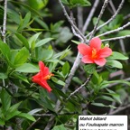 91-Hibiscus boryanus (2).JPG