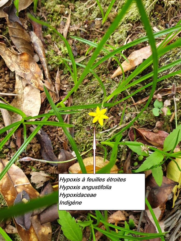 95- Hypoxis angustifolia.jpg