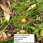 95- Hypoxis angustifolia.jpg