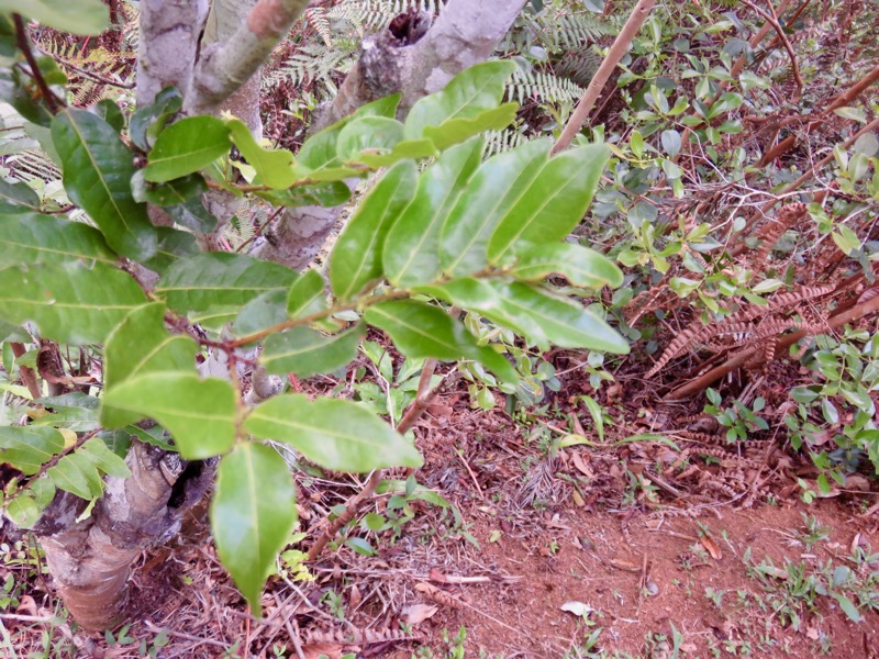  Bois de punaise , Grangeria borbonica ( les feuilles)