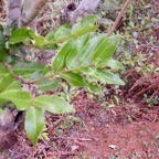 9.  Bois de punaise , Grangeria borbonica ( les feuilles).jpeg