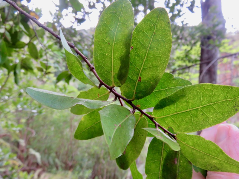  Bois de punaise , Grangeria borbonica ( les feuilles)