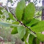 10.  Bois de punaise , Grangeria borbonica ( les feuilles).jpeg