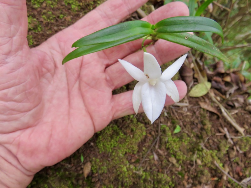 16. Angreacum ramosum - Orchidaceae.jpeg