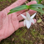 16. Angreacum ramosum - Orchidaceae.jpeg