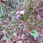 22. Cynorkis purpurascens - Orchidée Cynorkis - ORCHIDACEAE IMG_3496.JPG.jpeg