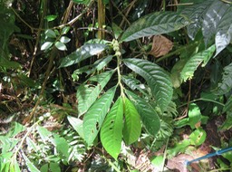 11. Fleurs d'Elatostema fagifolium -      - Urticaceae - indigène - Mascareignes