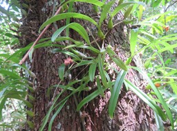 18. Bulbophyllum bernadetteae - - Orchidaceae -  IMG_2614.JPG