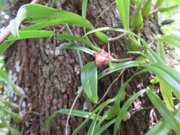 19. Bulbophyllum bernadetteae - - Orchidaceae -   IMG_2615.JPG