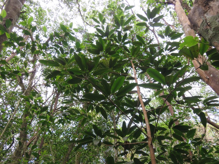 3. Sideroxylon imbricarioides ou Sideroxylon majus - Bois de fer  - Sapotaceae  - Endémique de la Réunion IMG_2599.JPG