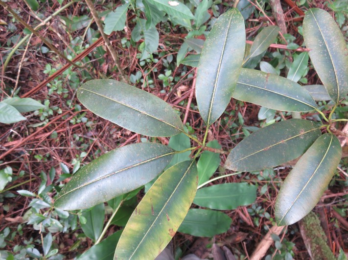 4. Sideroxylon imbricarioides ou Sideroxylon majus - Bois de fer  - Sapotaceae  - Endémique de la Réunion