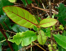 Acalypha integrifolia. bois de violon .euphorbiaceae.(au premier plan ,arrière plan= café marron et longoses )P1026495