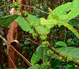 Acalypha integrifolia .bois de violon .(avec de tr�=UTF-8