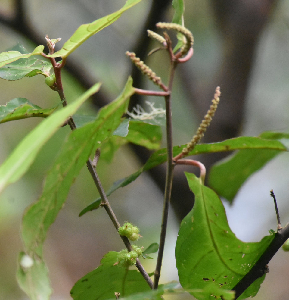 Acalypha integrifolia (en haut fleurs mâles, en bas fleurs femelles) - Bois de violon - EUPHORBIACEAE - Indigène Réunion - 