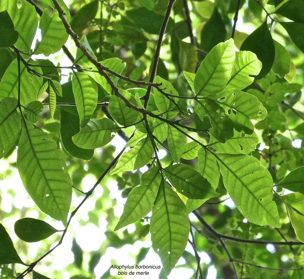 Allophylus borbonicus .bois de merle .sapindaceae. endémique Réunion Maurice Rodrigues. P1026582