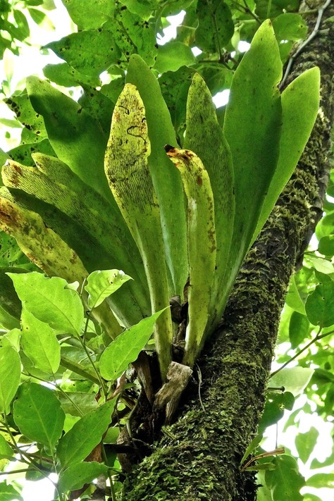 Anthrophyum boryanum.fougère langue de boeuf. pteridaceae.indigène Réunion.P1026603
