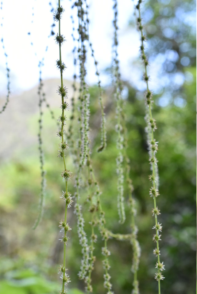 Boehmeria macrophylla  - Bois de source - URTICACEAE - Cryptogène La Réunion - MB2_5926
